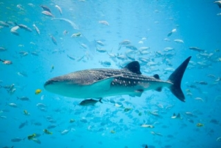  Tours de snorkeling 